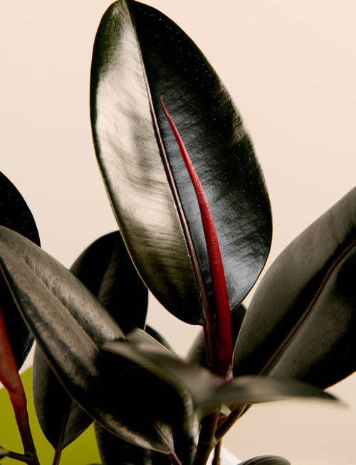 Ficus Elastica - Rubber Plant