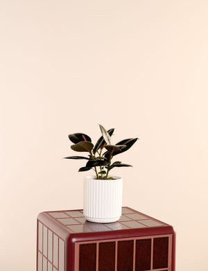 Ficus Elastica + a White Pot