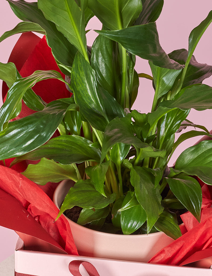 Lunar New Year Peace Lily + Pink Pot