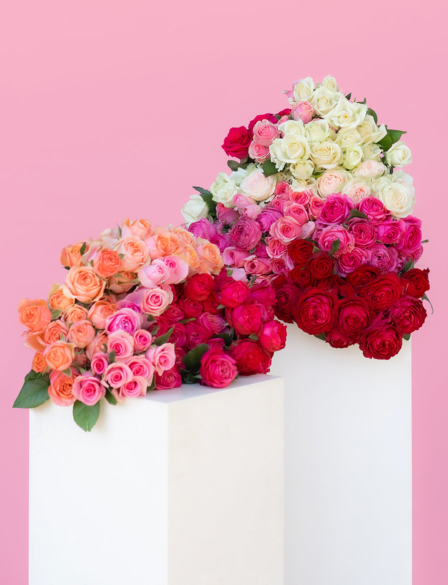 Half Dozen Mixed Roses | Daily Blooms - Same Day Flower Delivery