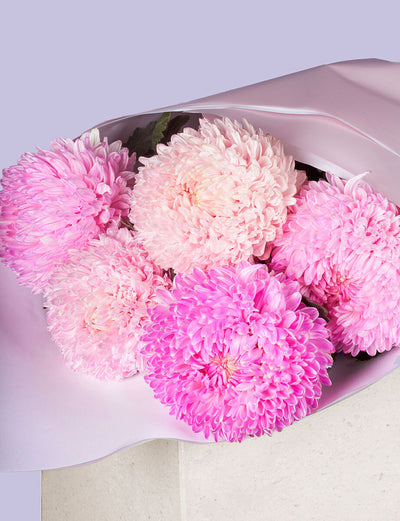 Mixed Pink Chrysanthemum Disbuds