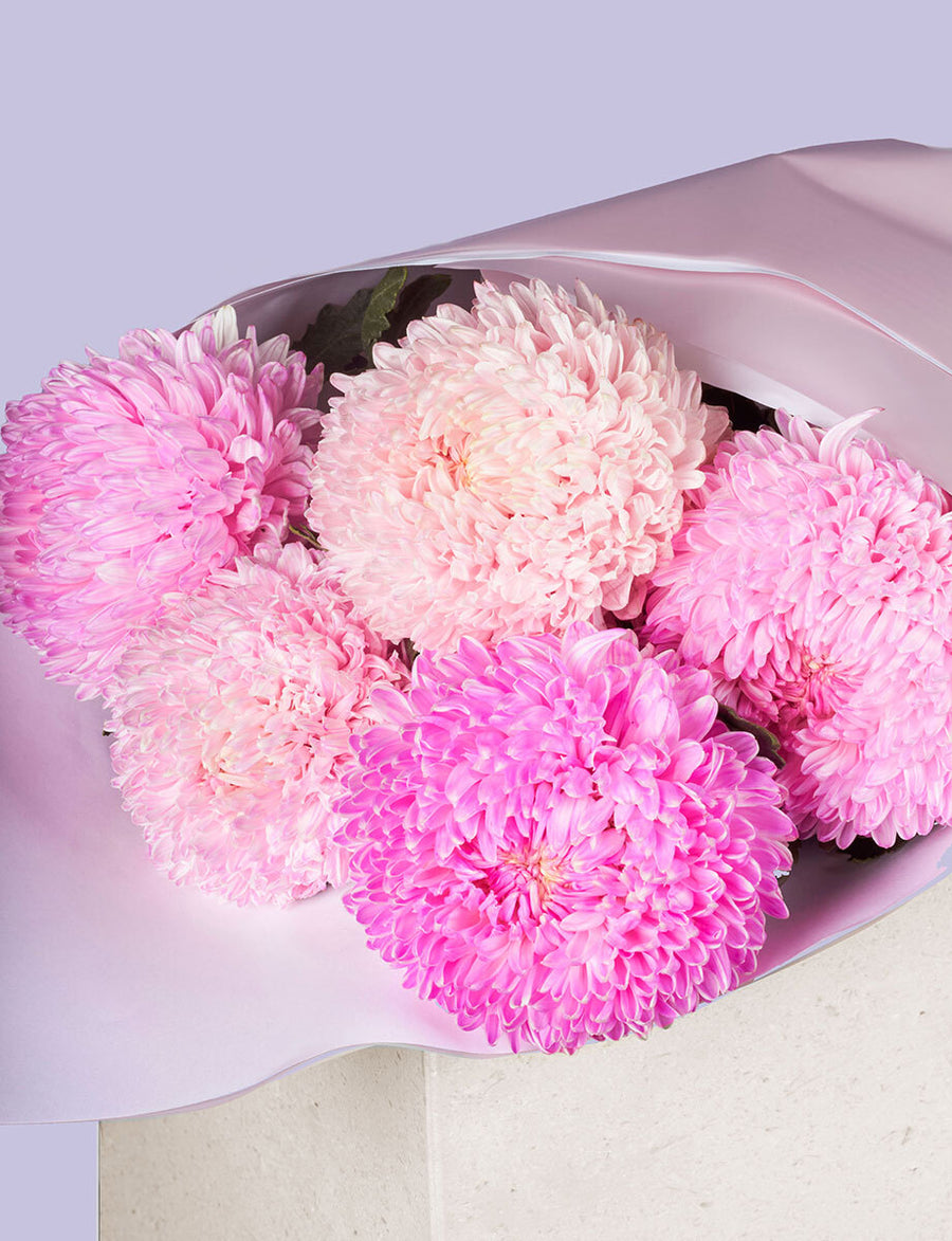 Chrysanthemum Disbuds | Daily Blooms - Same Day Flower Delivery