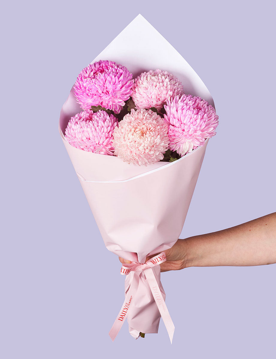 Mixed Pink Chrysanthemum Disbuds