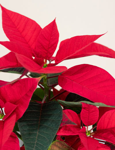 Poinsettia