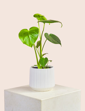 Monstera + a White Pot