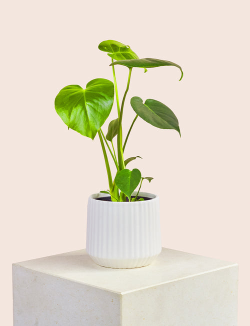 Monstera + a White Pot