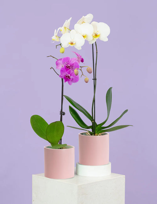 Phalaenopsis Orchid + a Pink Pot