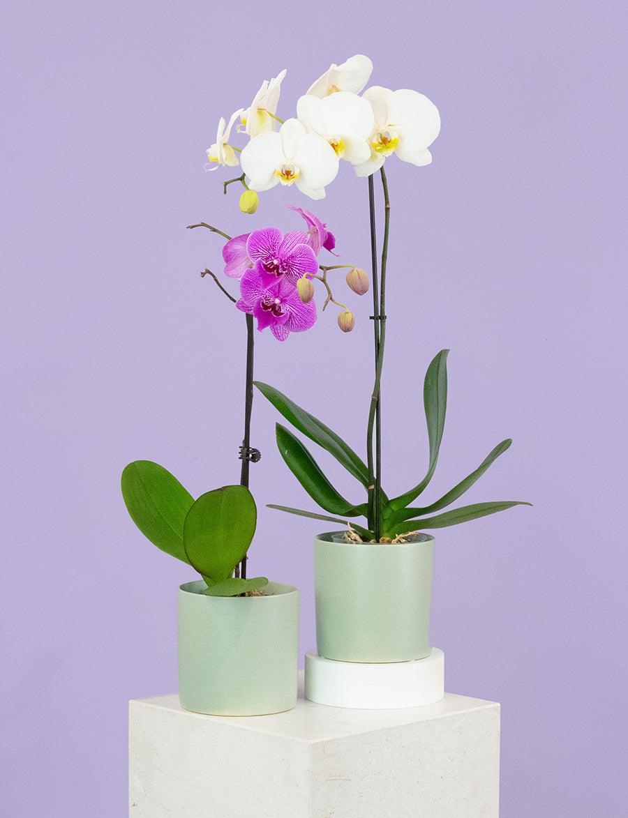 Phalaenopsis Orchid + a Green Pot