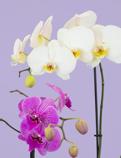 Phalaenopsis Orchid + a Green Pot
