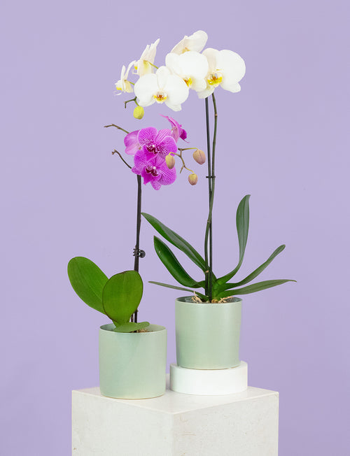 Phalaenopsis Orchid - No pot (Draft)