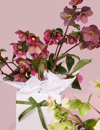 Hellebore Plant