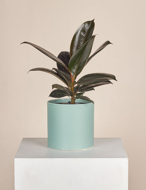 Ficus Elastica + a Green Pot