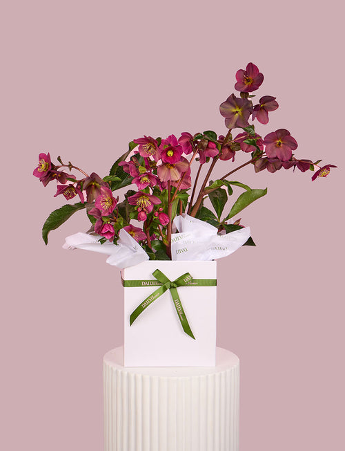 Hellebore Plant