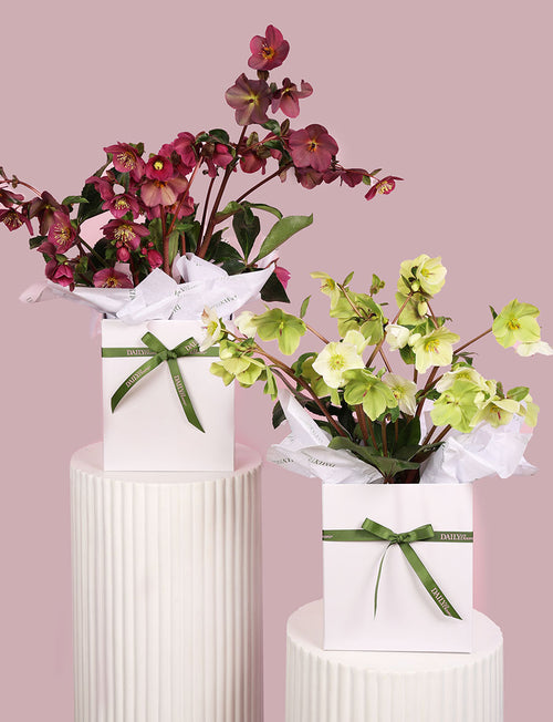 Hellebore Plant