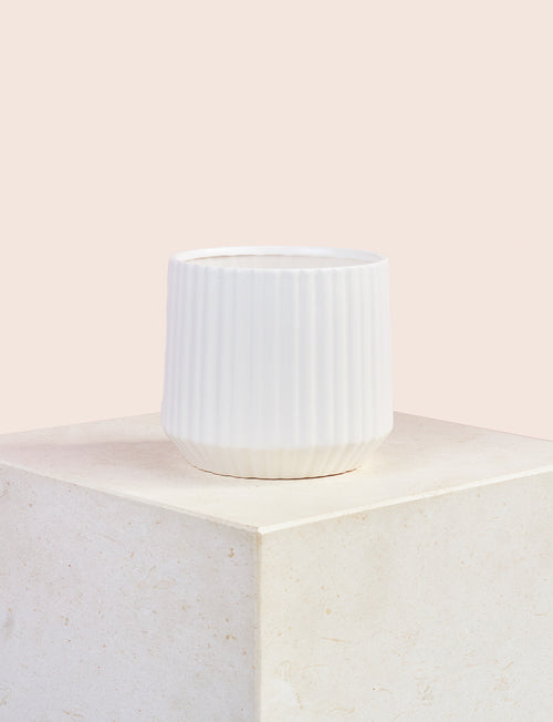 Peace Lily + a White Pot