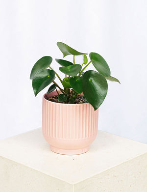 Raindrop + a Pink Pot