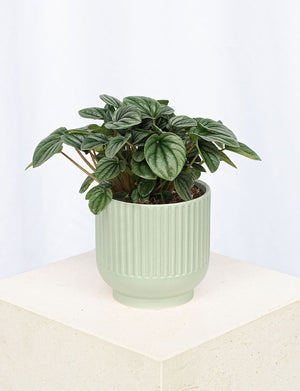 Moonlight + a Green Pot