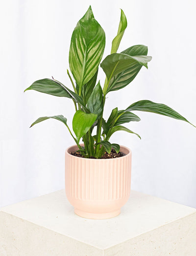 Peace Lily + a Pink Pot